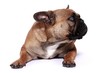 Französische Bulldogge Rüde
