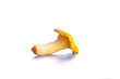 Isolated yellow chanterelle