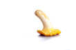 Isolated yellow chanterelle