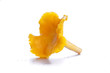 Isolated yellow chanterelle