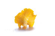 Isolated yellow chanterelle