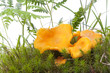 Yellow chanterelle in the grass
