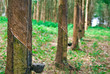 Rubber tree