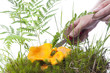 Woman picking the chanterelle