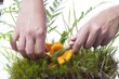 Woman picking the chanterelle