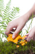 Woman picking the chanterelle