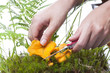 Woman picking the chanterelle