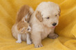 Golden Retriever y gato
