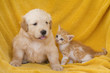 Golden Retriever y gato naranja