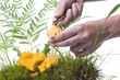 Woman picking the chanterelle
