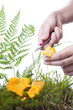 Woman picking the chanterelle
