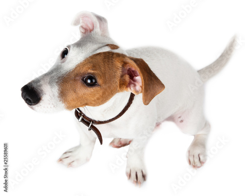 Photo: Jack Russell terrier, puppy Jack Russell terrier, puppy