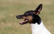 tête d'un amercan toy fox terrier de profil