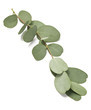 Feuilles d'eucalyptus Feuilles d'eucalyptus