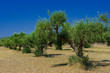 A olive grove in Zakynthos island, Hellenic Republic A olive grove in Zakynthos island, Hellenic Republic