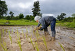 asian woman growing rice