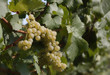 Grappolo Chardonnay