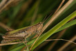 Feldgrashuepfer (Chorthippus apricarius)