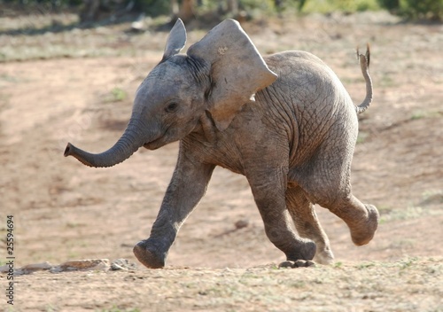 Photo: Baby Elephant Running Baby Elephant Running