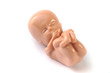 embryo