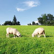 Two sheep in fresh green meadow Two sheep in fresh green meadow