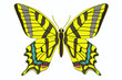 Yellow butterfly