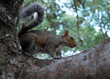 Battery Park, squirrel