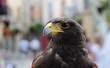 petit aigle