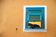 chat curieux