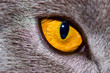 regard de felin