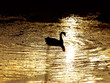 Bird on river.