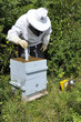 Foto: Pose d'une bande anti-varroa dans une ruche Pose d'une bande anti-varroa dans une ruche