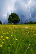 flowery meadow with twister and lightning