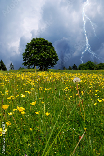 Photo: flowery meadow with twister and lightning flowery meadow with twister and lightning