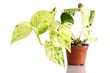 Efeutute / Epipremnum aureum