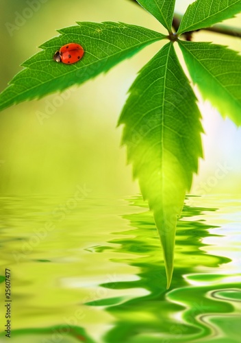 Ladybug sitting on a green leaf reflected in rendered water