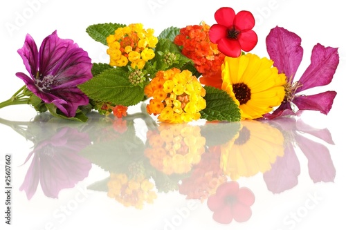 Foto: Blütenarrangement (Mitte: Wandelröschen / Lantana) Blütenarrangement (Mitte: Wandelröschen / Lantana)
