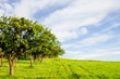 Apple orchard