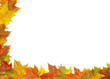 autumn maple leaves