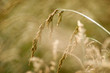 Golden Grass