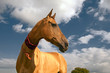 golden horse of turkmenistan
