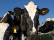 Kuh, Milch