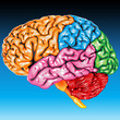 Human brain lateral view Human brain lateral view