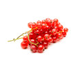 Ribes