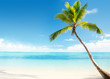 Caribbean sea and coconut palm Caribbean sea and coconut palm