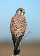 Falcon