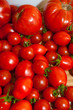 Tomates en pagaille