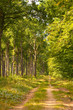 Chemin de foret vertical