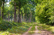 chemin de foret horizontal