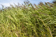 Hay in the wind